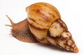Lissachatina albopicta typ 2a adult, 12cm